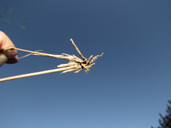 Aristida congesta barbicollis