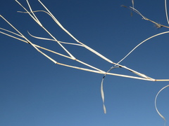 Aristida congesta barbicollis
