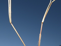 Aristida congesta barbicollis