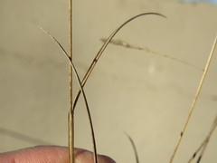 Aristida congesta barbicollis