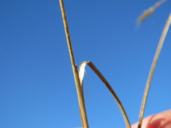 Aristida congesta barbicollis