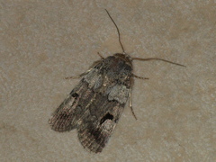 Thoracolopha flexirena