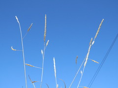 Aristida congesta barbicollis