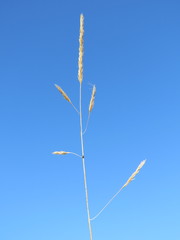 Aristida congesta barbicollis