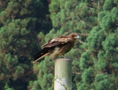 Milvus migrans lineatus