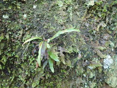 Notogrammitis pseudociliata