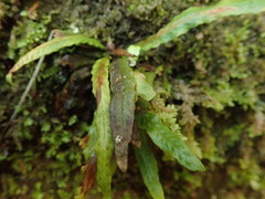 Notogrammitis pseudociliata