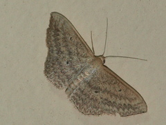 Scopula oppilata