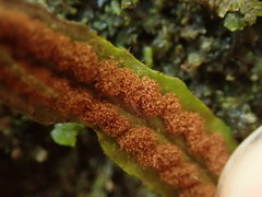 Notogrammitis pseudociliata