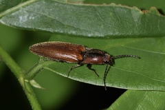 Ctenicera