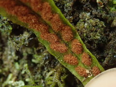 Notogrammitis pseudociliata