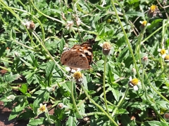 Junonia orithya wallacei