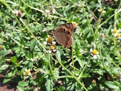 Junonia orithya wallacei