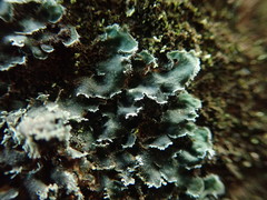 Leioderma duplicatum