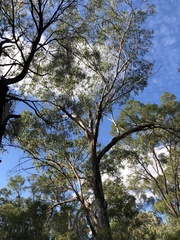 Eucalyptus microcarpa