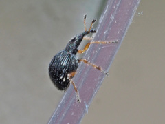 Protapion nigritarse