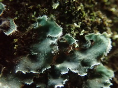 Leioderma duplicatum