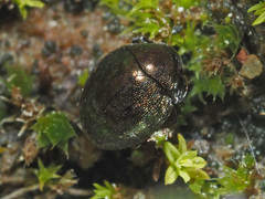 Lamprobyrrhulus nitidus