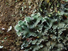 Leioderma duplicatum