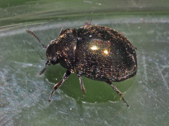 Lamprobyrrhulus nitidus