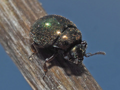 Lamprobyrrhulus nitidus