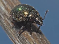 Lamprobyrrhulus nitidus