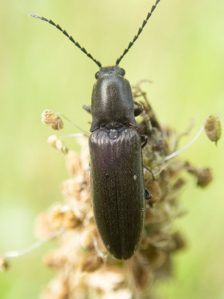 Alaskan Click Beetle