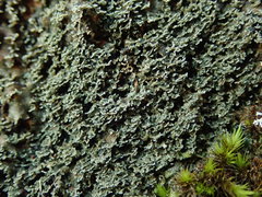 Leioderma duplicatum