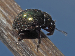 Lamprobyrrhulus nitidus