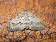 Melanolophia imitata