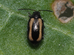 Phyllotreta undulata