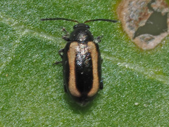 Phyllotreta undulata