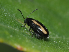 Phyllotreta undulata