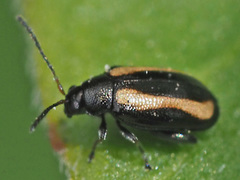 Phyllotreta undulata