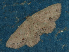 Hypobleta cymaea