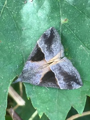 Hypena trigonalis