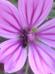Divales bipustulatus