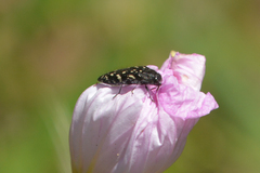 Acmaeodera