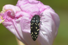Acmaeodera