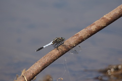 Orthetrum albistylum speciosum