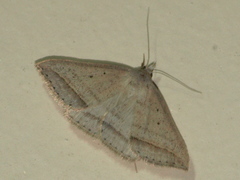 Loxioda hampsoni