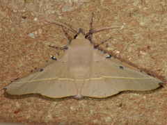 Oenochroma pallida