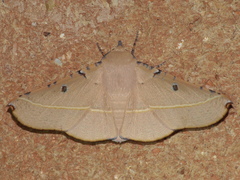 Oenochroma pallida