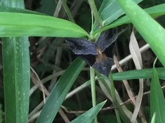 Hypena trigonalis