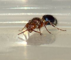 Ephucilla poonaensis