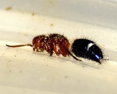 Ephucilla poonaensis