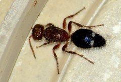 Ephucilla poonaensis