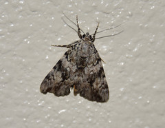 Catocala amica