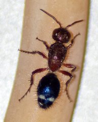 Ephucilla poonaensis