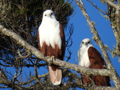 Brahminy Kite photo 3